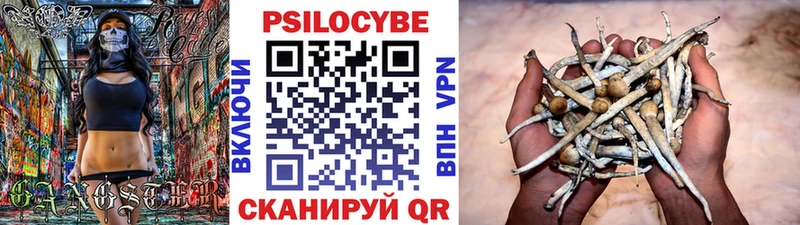 дарнет шоп  Новосибирск  Псилоцибиновые грибы Psilocybe 